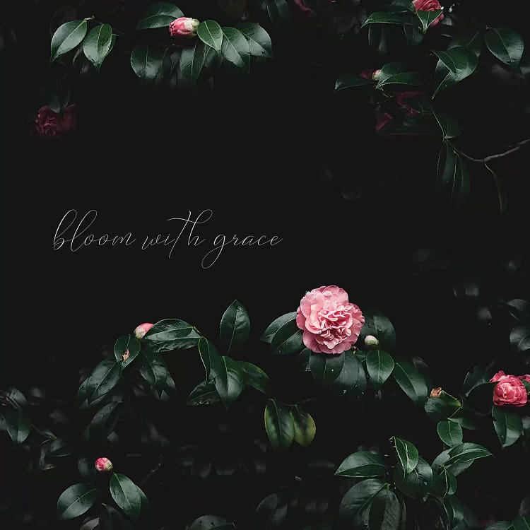 Bloom With Grace by Ingrid Beddoes wall art