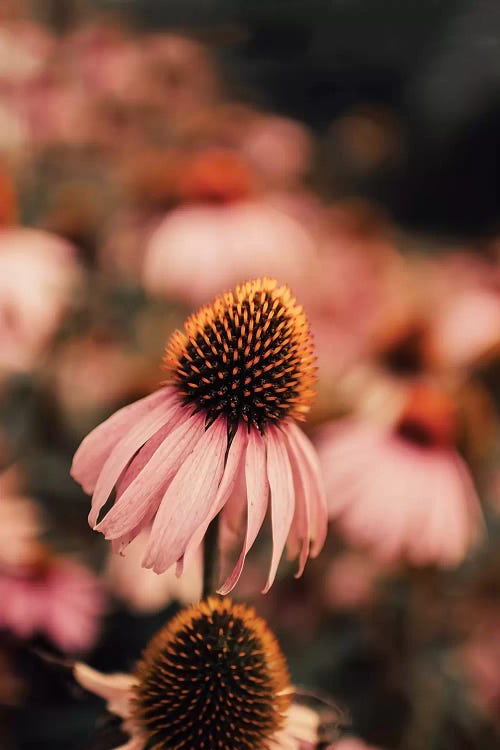 Echinacea by Ingrid Beddoes wall art