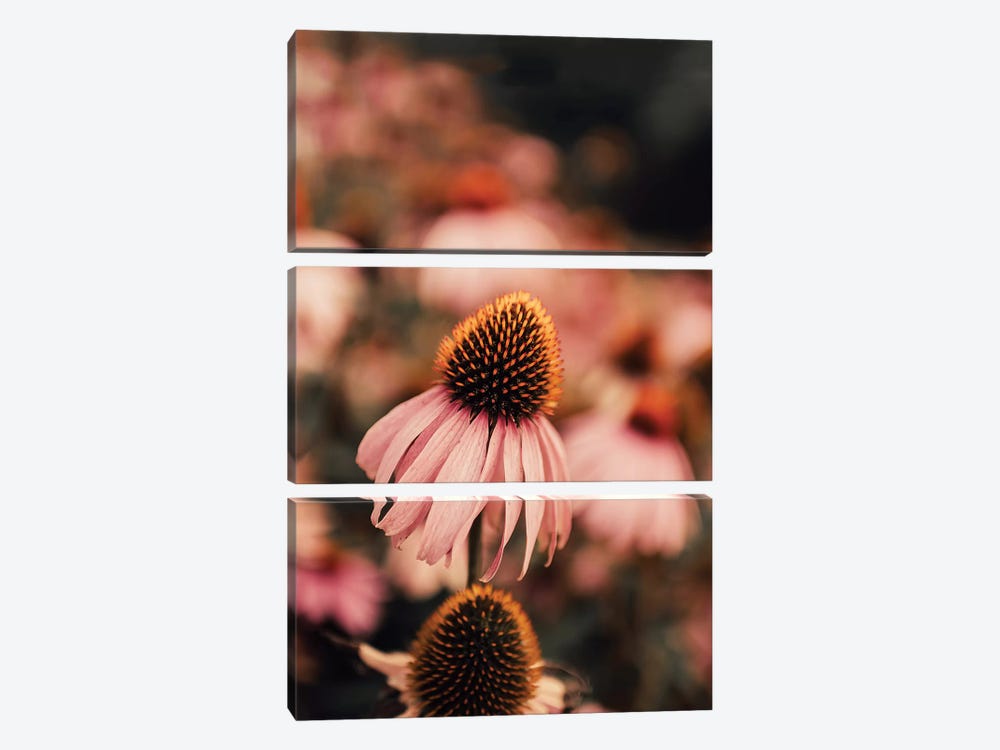 Echinacea 3-piece Art Print