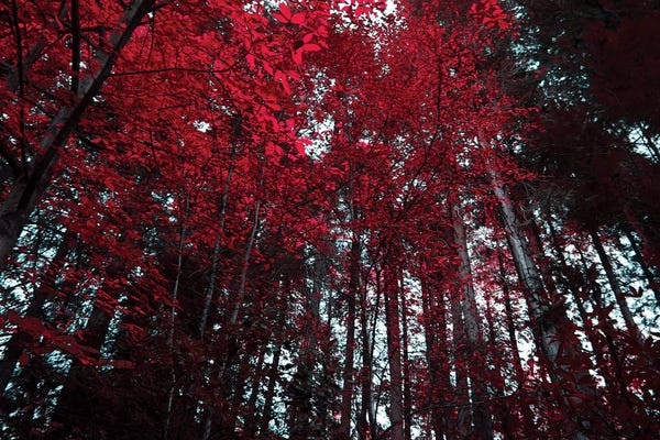 Valiant Poppy: Free Spirit II by Ingrid Beddoes