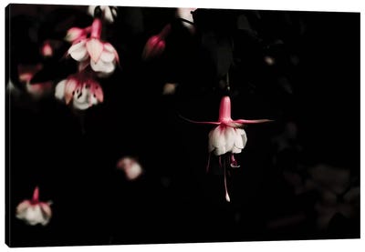 Fuschia Pink Canvas Art Print - Minimalist Flowers