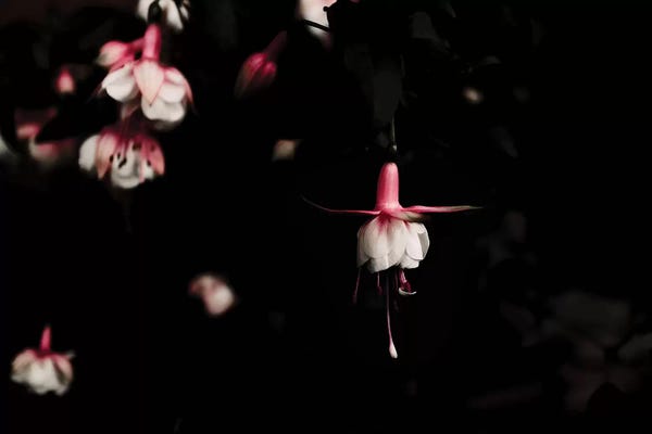 Minimalist Photography: Fuschia Pink by Ingrid Beddoes