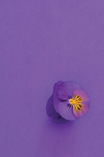 Incado: Lavender Pansy by Incado