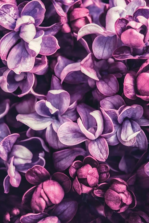 Shades of Purple by Incado wall art