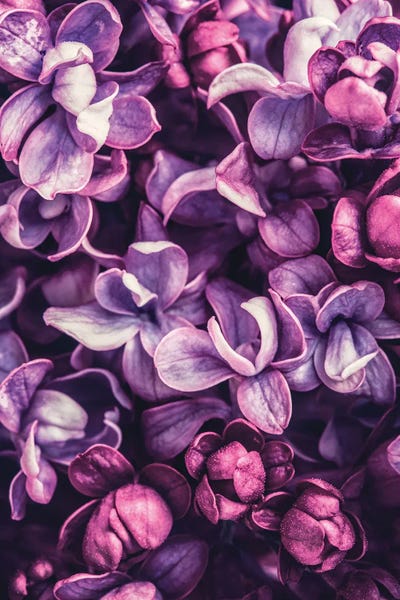 Incado: Shades of Purple by Incado