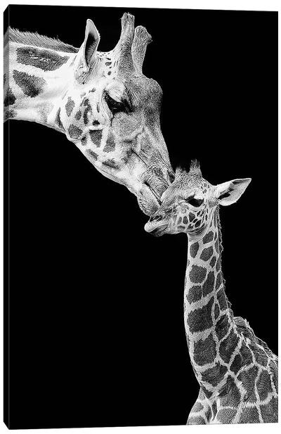 First Love - Giraffe Canvas Art Print