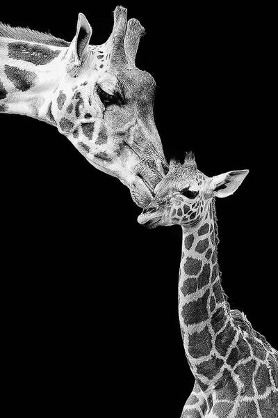 Incado: First Love - Giraffe by Incado