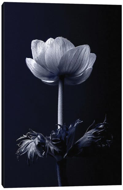 Single Flower Canvas Art Print