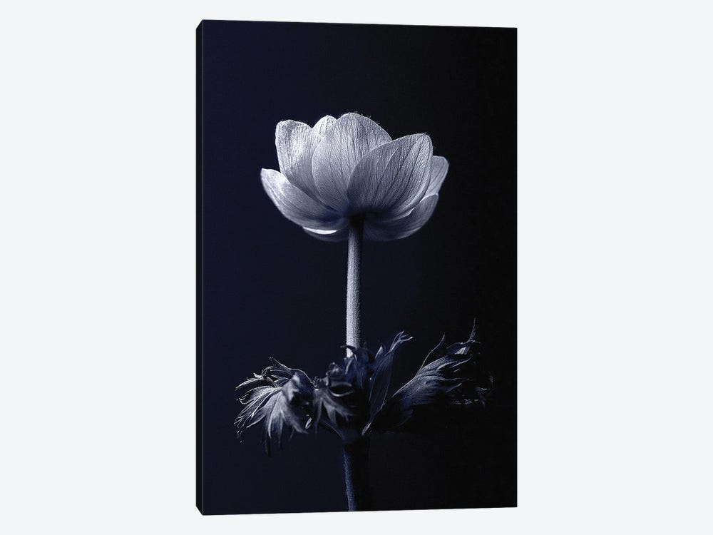 Single Flower by Incado 1-piece Canvas Art