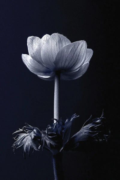 Incado: Single Flower by Incado