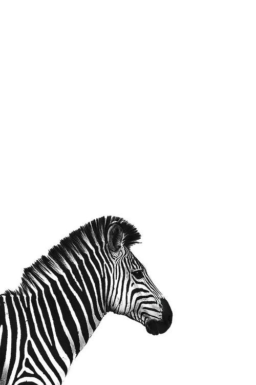 Zebra II by Incado wall art