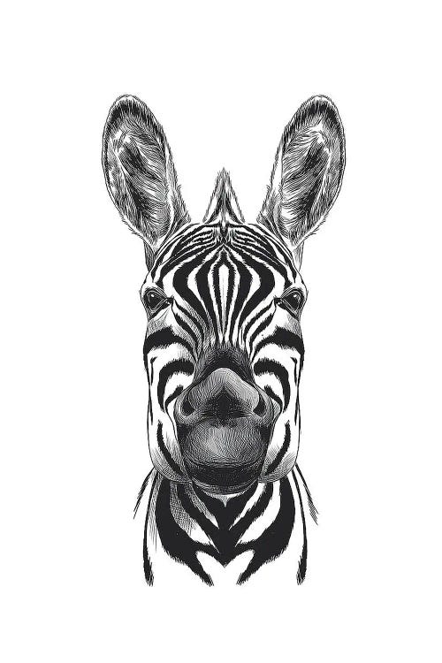 Zebra Illustration