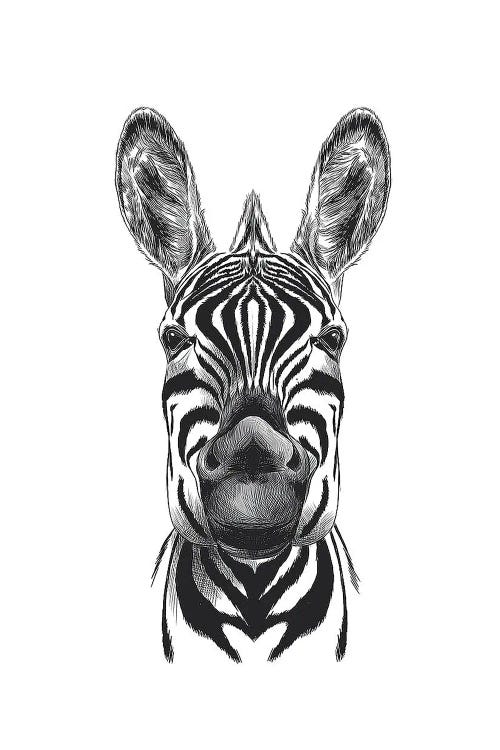 Zebra Illustration by Incado wall art