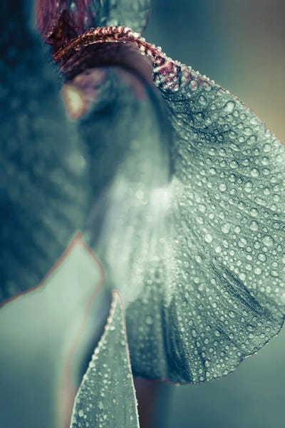 Incado: Morning Dew by Incado