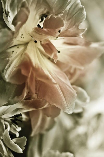 White Stargazers II by Incado multi panel art