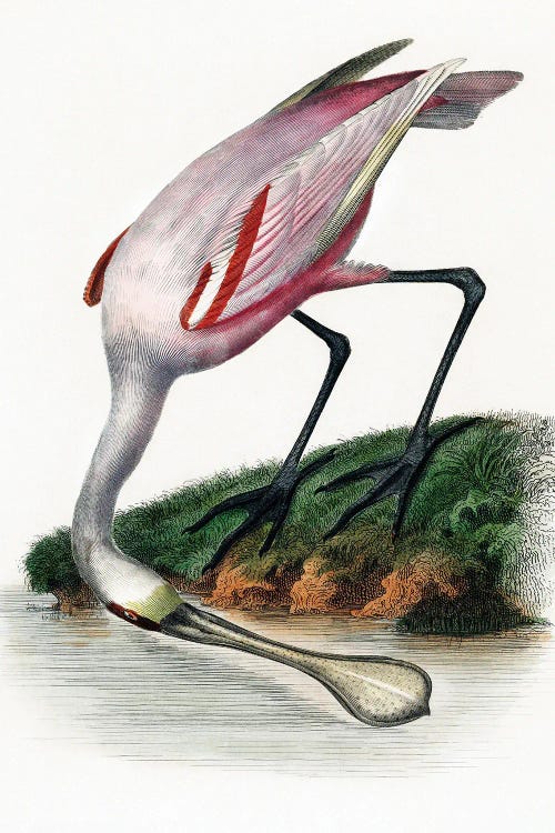 Spoonbill by Incado wall art