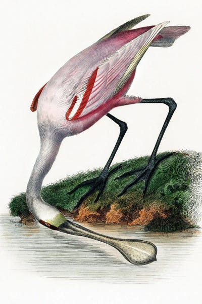 Grasses: Spoonbill by Incado