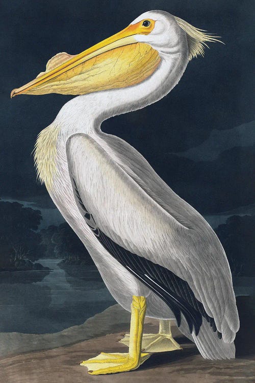 Pelican