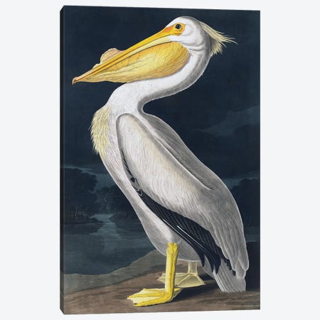 Pelican Canvas Print #INC92} by Incado Canvas Art Print
