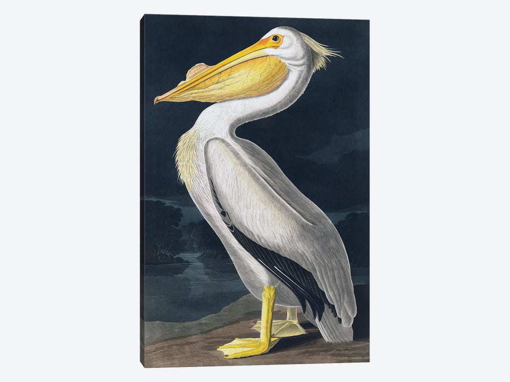 Pelican by Incado 1-piece Canvas Print