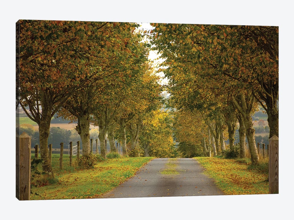 Colors Of Autumn by Adelino Goncalves 1-piece Canvas Wall Art