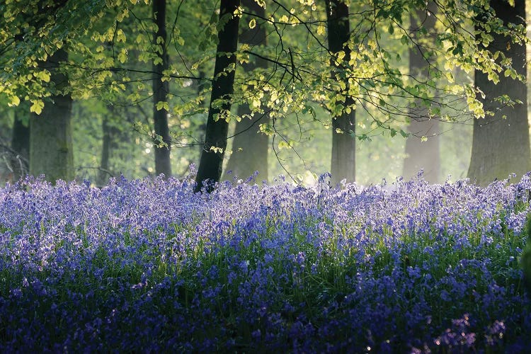 Last of The Bluebells