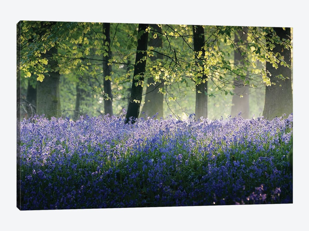 Last of The Bluebells by Adelino Goncalves 1-piece Canvas Art Print