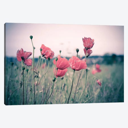 Pink Tulips Canvas Print #INO9} by Adelino Goncalves Canvas Wall Art