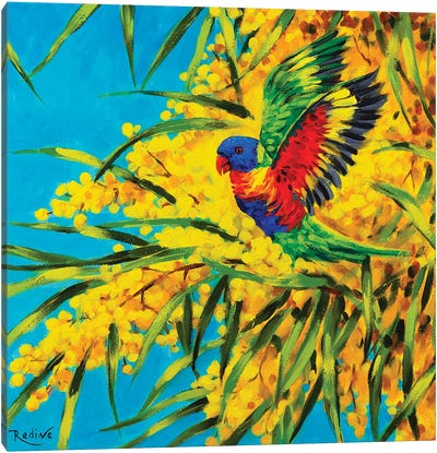 Rainbow Lorikeet And Golden Wattle Canvas Art Print - Irina Redine