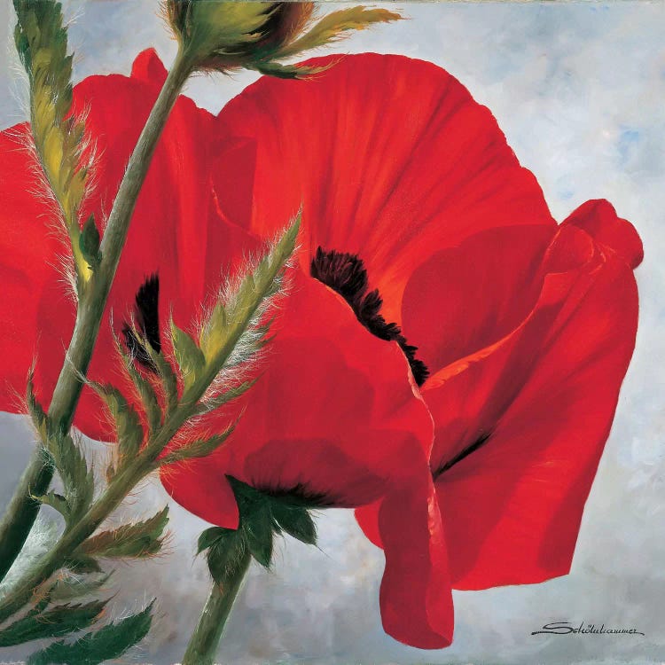 The Red Poppy