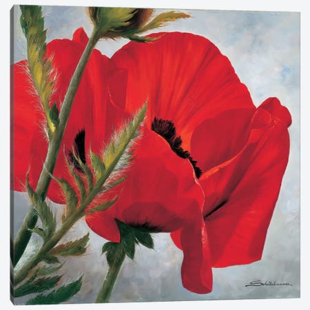 The Red Poppy Canvas Print #INZ4} by Heinz Scholnhammer Canvas Print