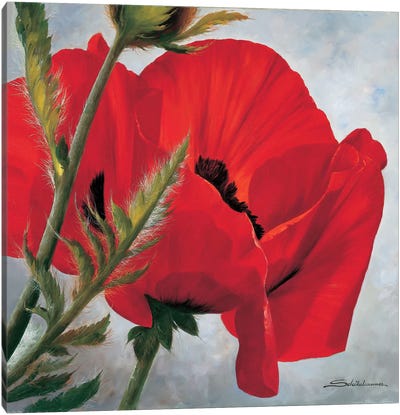 The Red Poppy Canvas Art Print - Color Palettes
