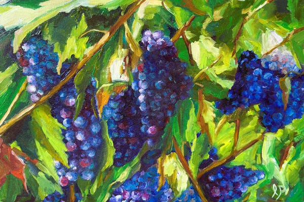 Vineyards: Pinot Noir by Irene Pomirchy
