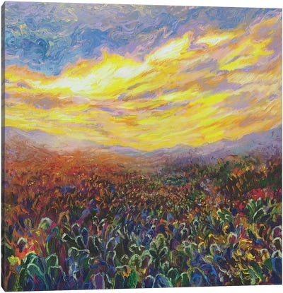 Cacti Sunrise Canvas Art Print - Field, Grassland & Meadow Art