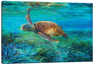Blades Canvas Art Print - Turtles
