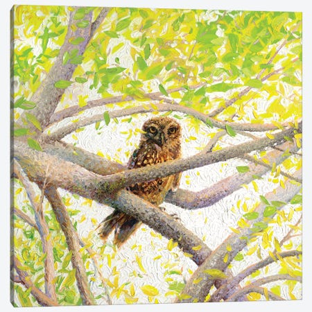 Indian Owl Spotted Canvas Print #IRS346} by Iris Scott Canvas Artwork