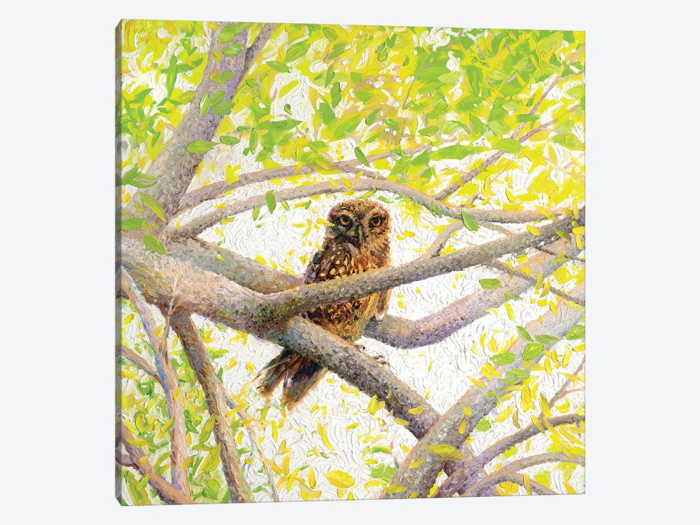 Indian Owl Spotted by Iris Scott 1-piece Canvas Artwork