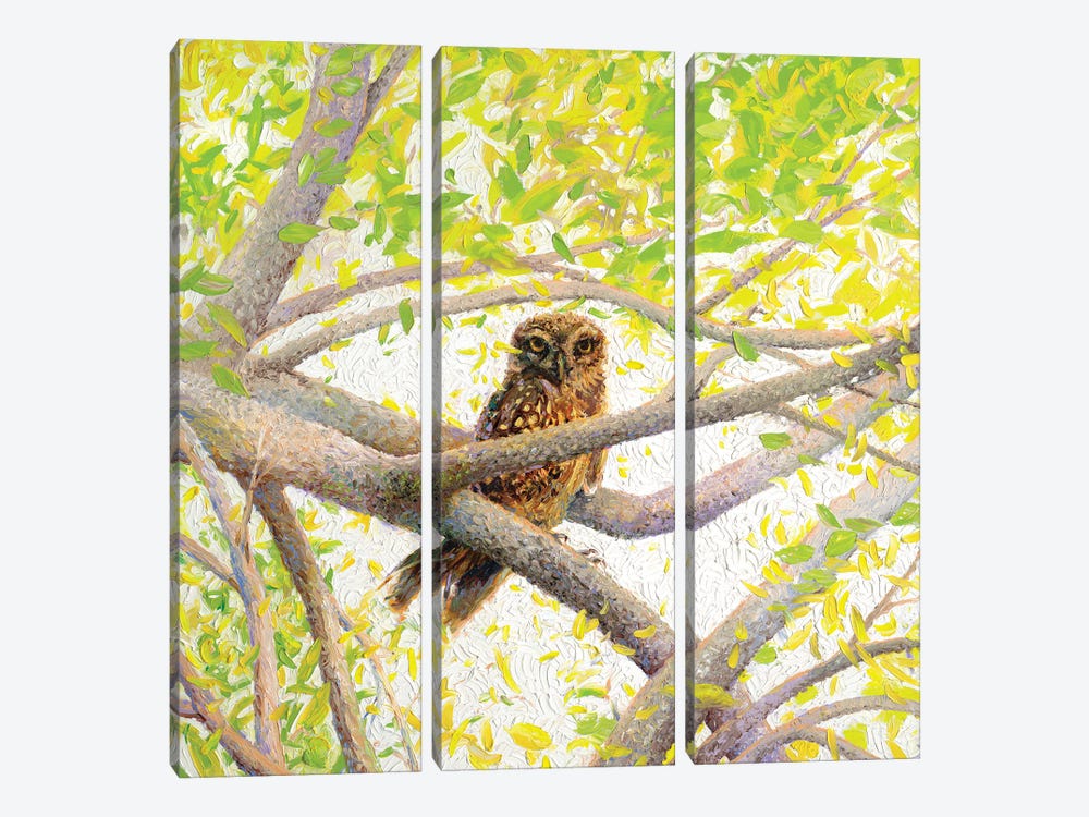 Indian Owl Spotted by Iris Scott 3-piece Canvas Art