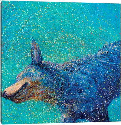 Shaking Blue Heeler Canvas Art Print - Iris Scott - Shakin' Dogs
