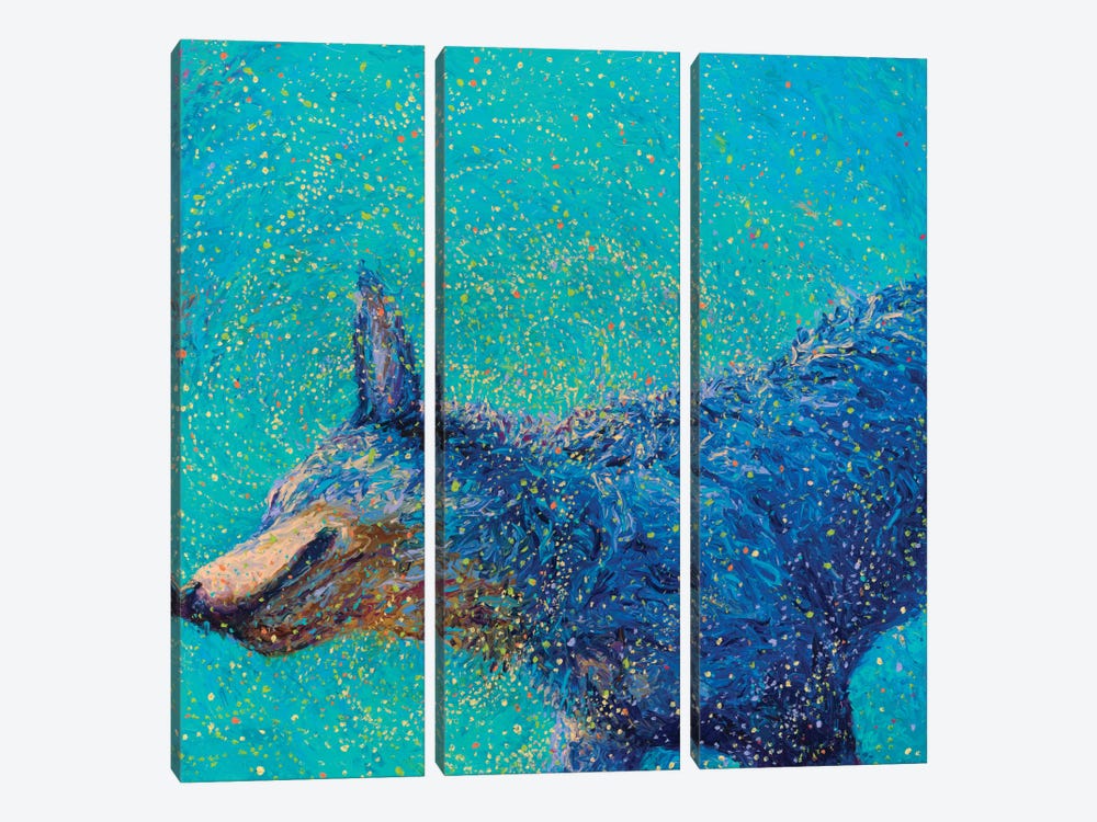 Shaking Blue Heeler by Iris Scott 3-piece Canvas Art Print