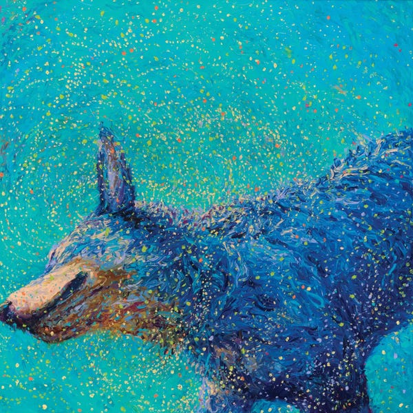 Iris Scott: Shaking Blue Heeler by Iris Scott