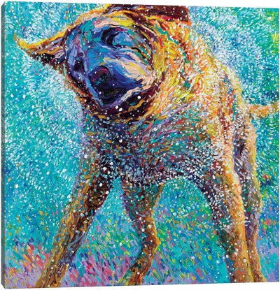 Sunset Swim Canvas Art Print - Labrador Retriever Art
