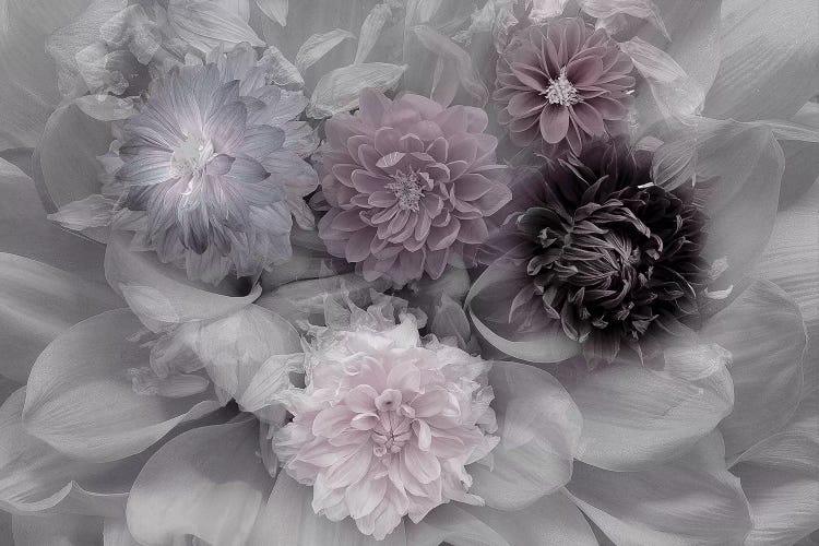 Dahlia Dream by Inge Schuster wall art