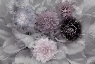 Inge Schuster