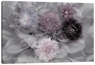Dahlia Dream Canvas Art Print - 1x Floral and Botanicals