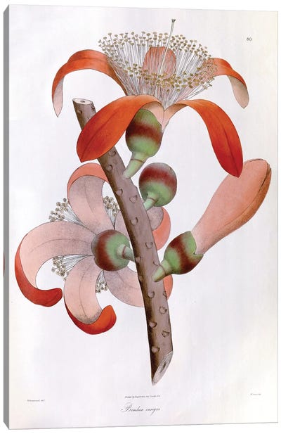 Bombax Insigne (Red Cotton Tree) Canvas Art Print - Plant Art