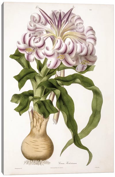 Crinum Herbertianum (String Lily) Canvas Art Print - Lily Art