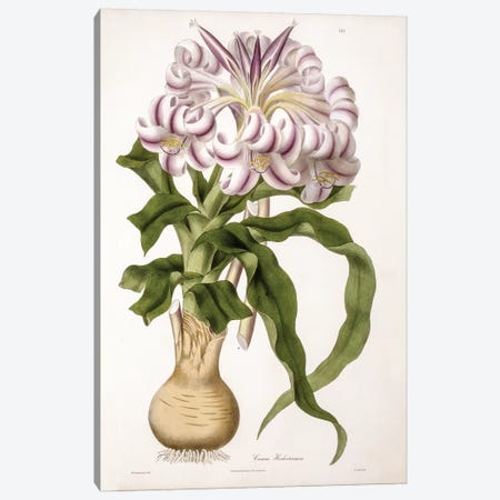 Crinum Herbertianum (String Lily) Canvas Print #ISH2} by Vishnupersaud Canvas Art