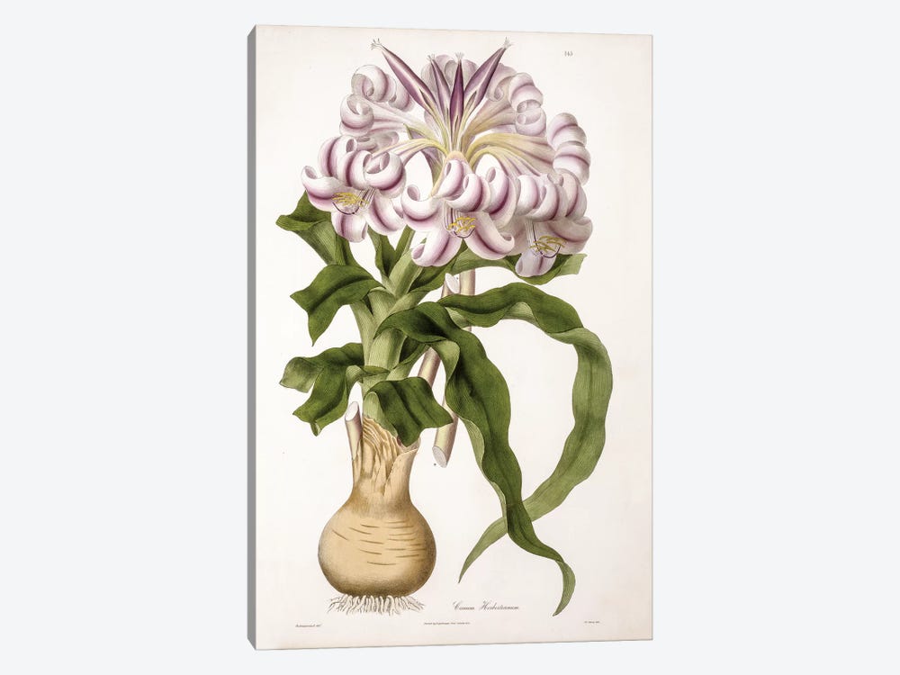 Crinum Herbertianum (String Lily) by Vishnupersaud 1-piece Canvas Print