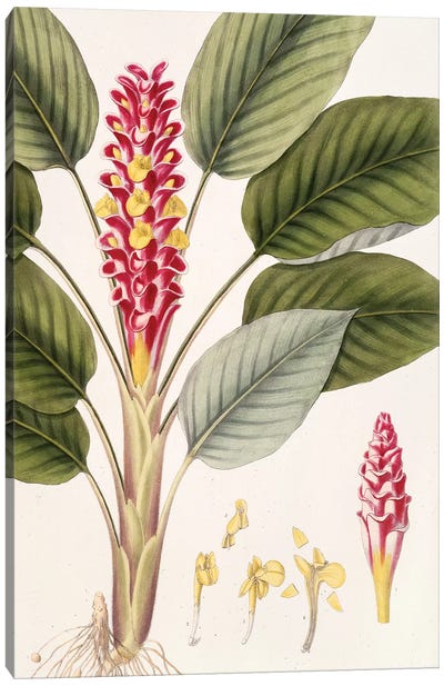 Curcuma Roscoeana (Jewel Of Burma) Canvas Art Print - Tropical Décor